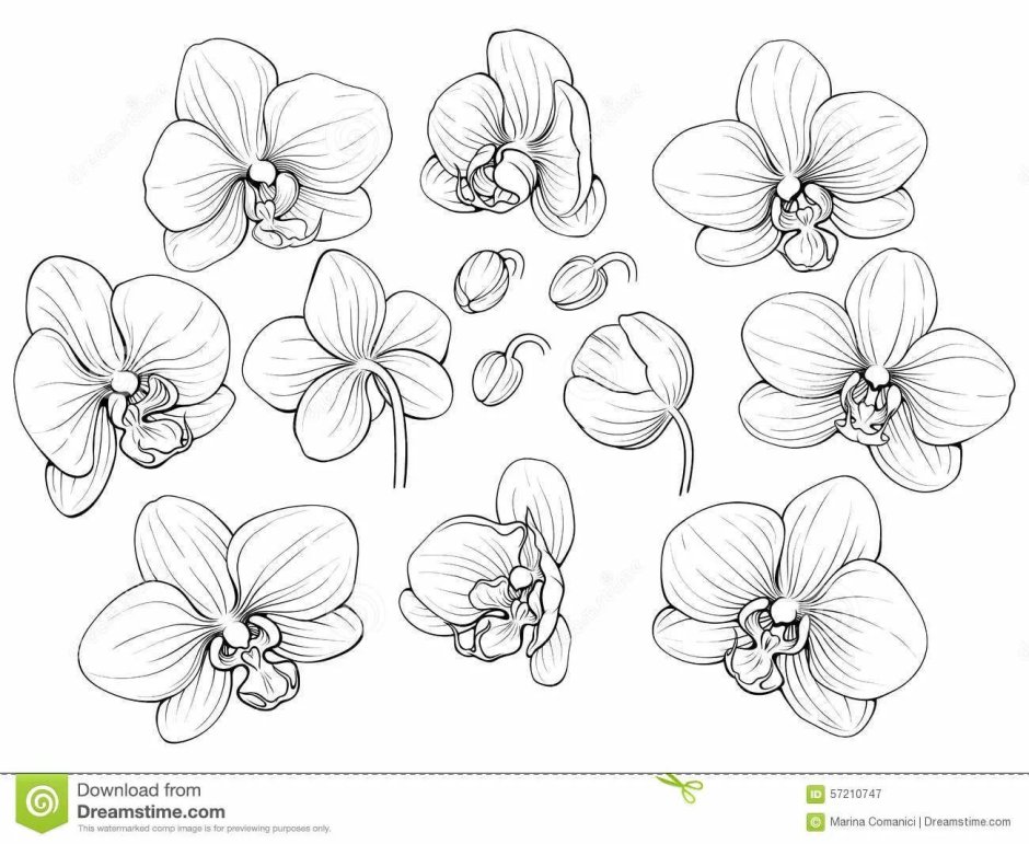 Орхидея Phalaenopsis Bee Sting