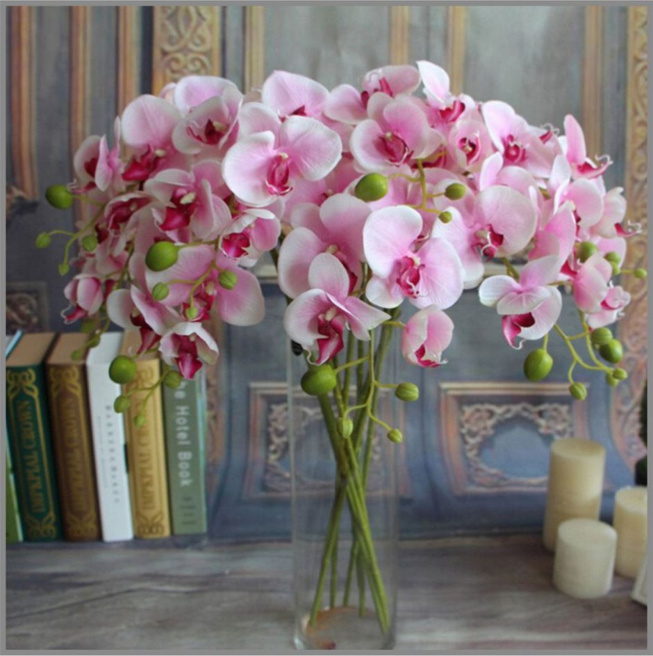 Фаленопсис (Phalaenopsis) – Орхидея