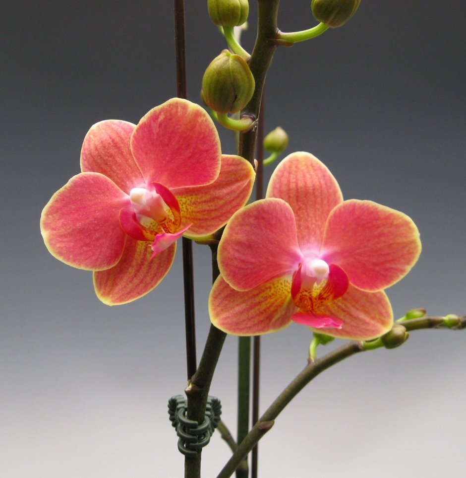 Орхидея фаленопсис Мария Тереза