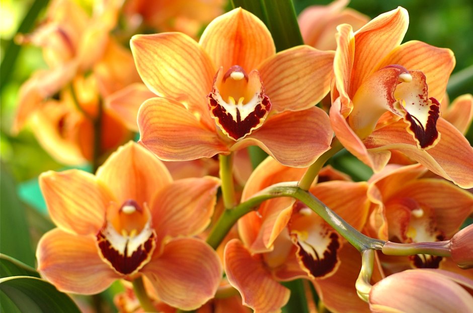 Терракотовая орхидея