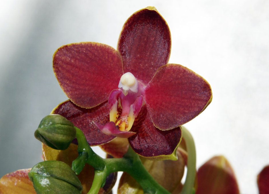 Phal.tying Shin Phoenix