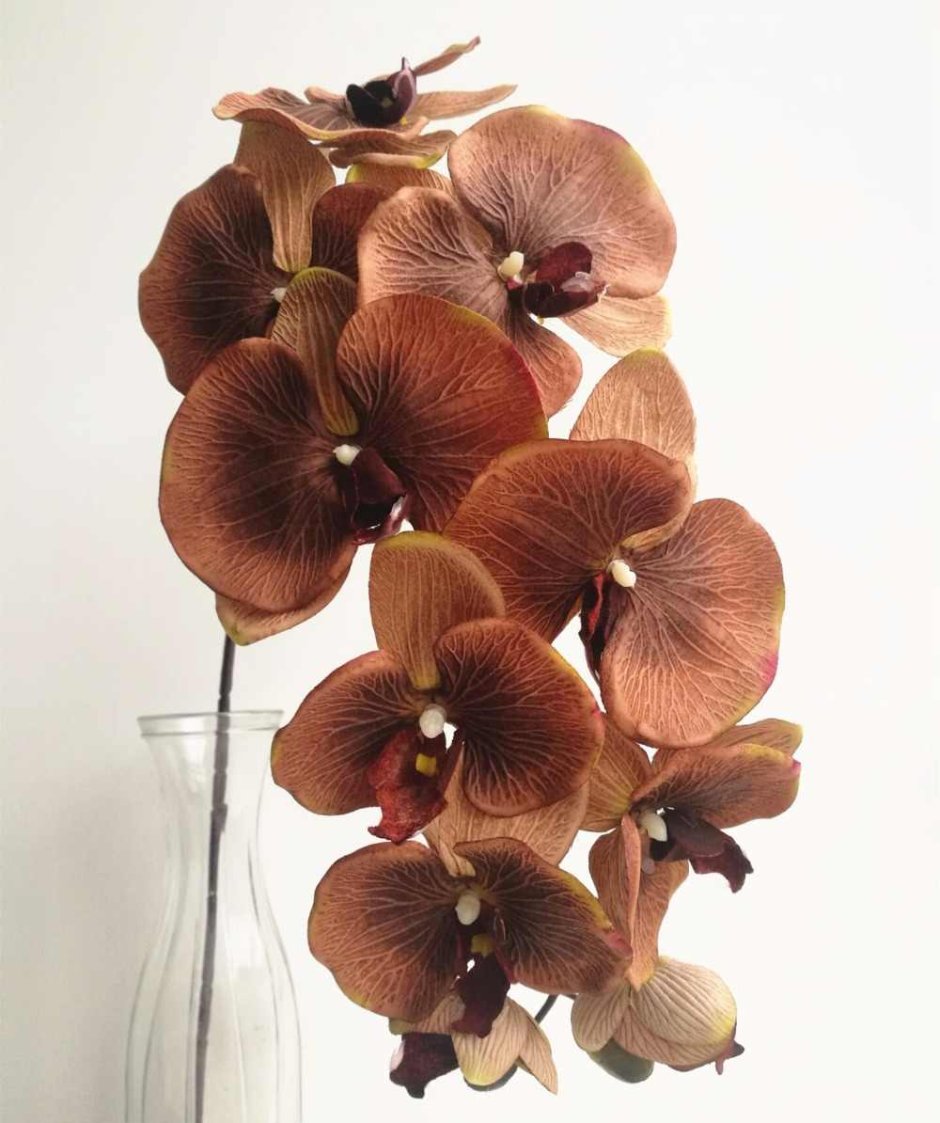 Коричневая Орхидея фаленопсис
