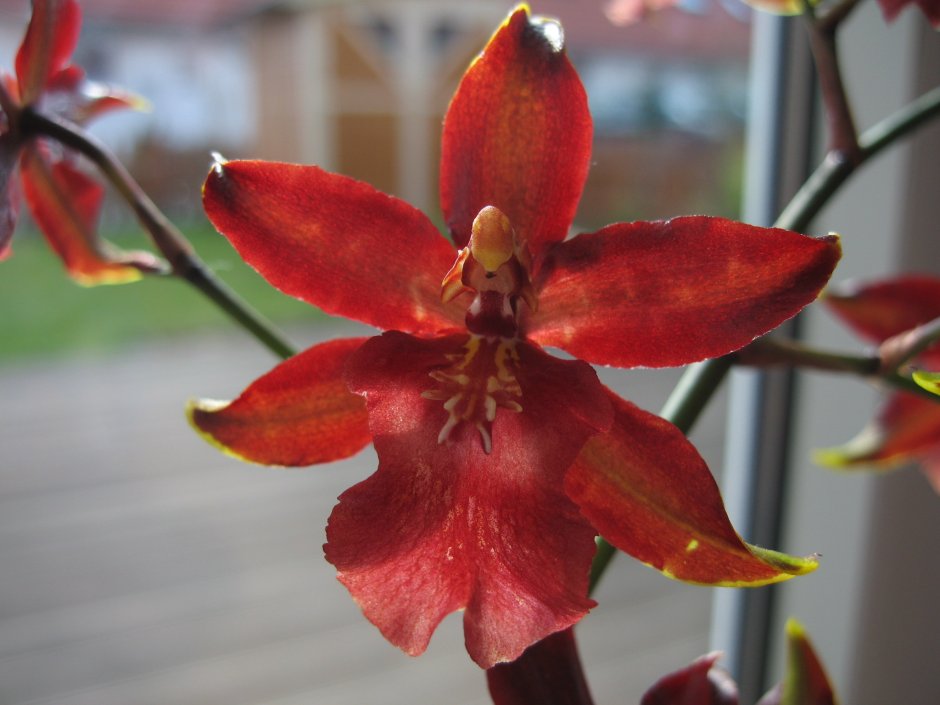 Орхидея одонтоглоссум с красными цветами
