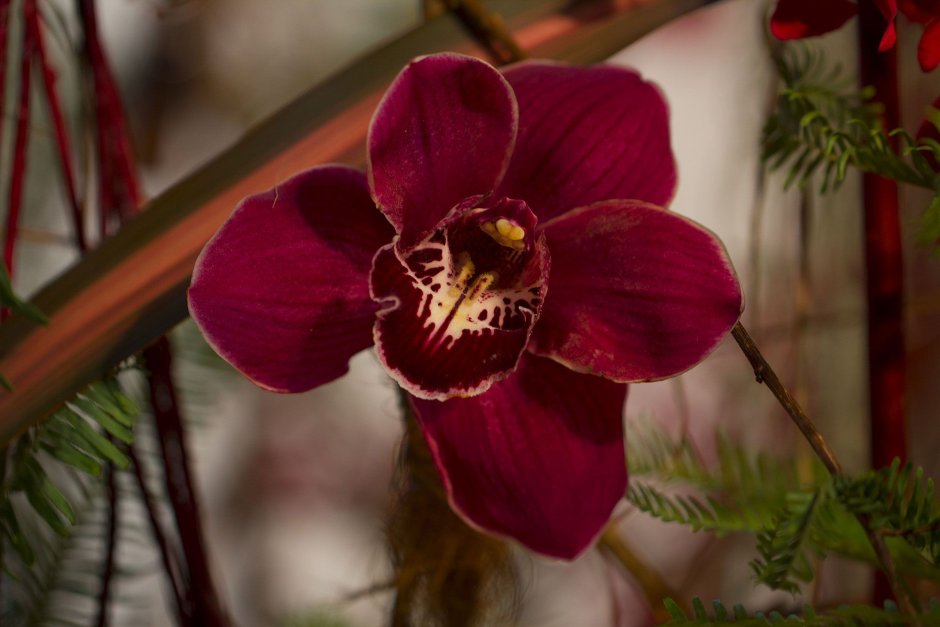 Благородная Орхидея красная