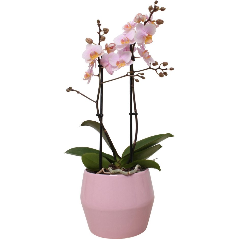 Орхидея фаленопсис Амаглад