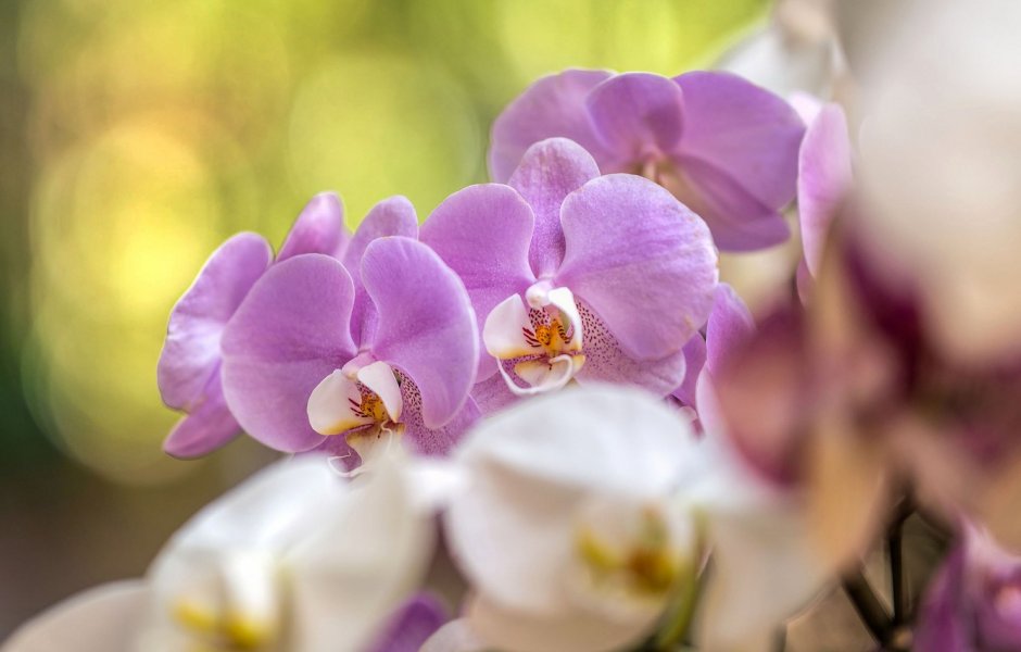 Орхидея 4к