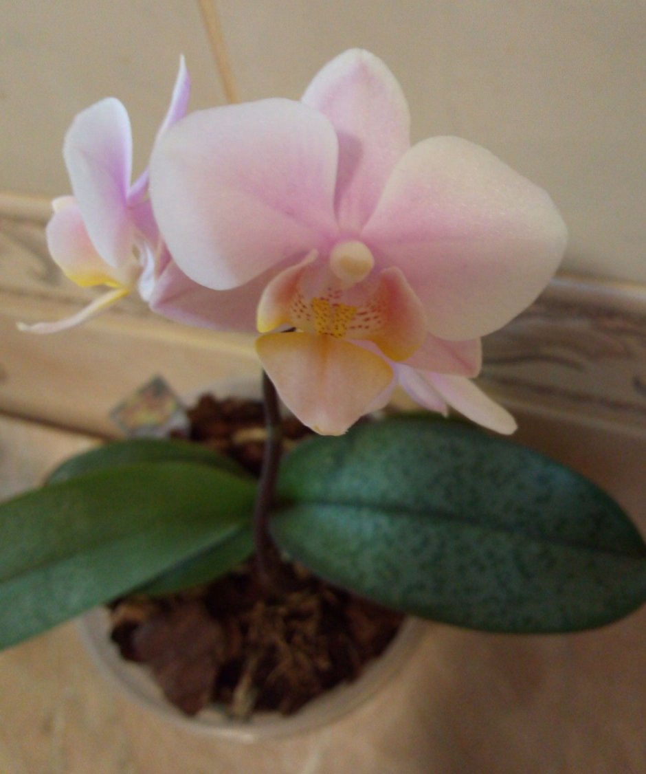 Little amaglad Орхидея