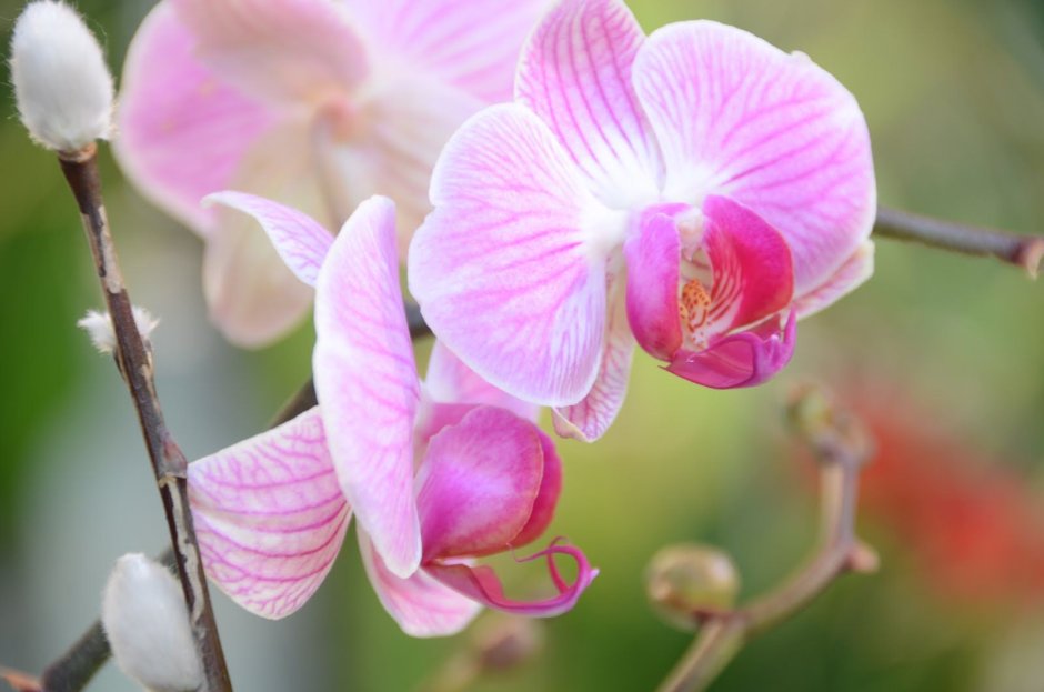 Орхидея фаленопсис Сантос