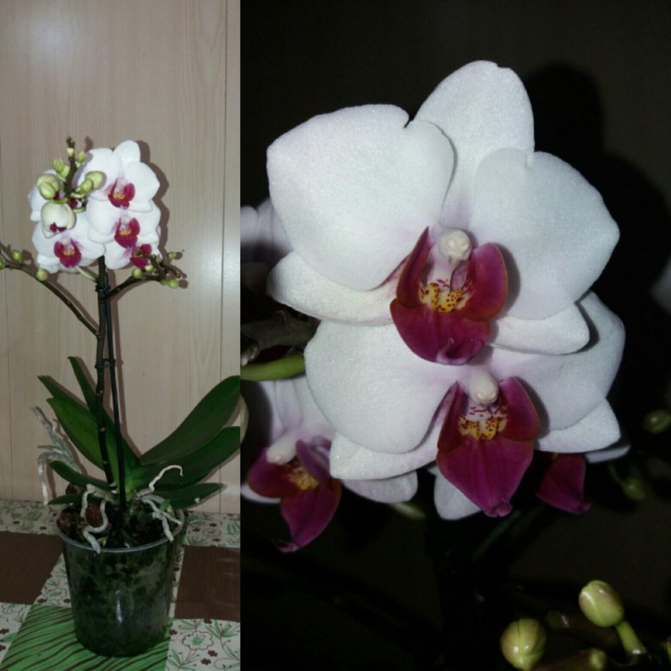 Орхидея Дейзи