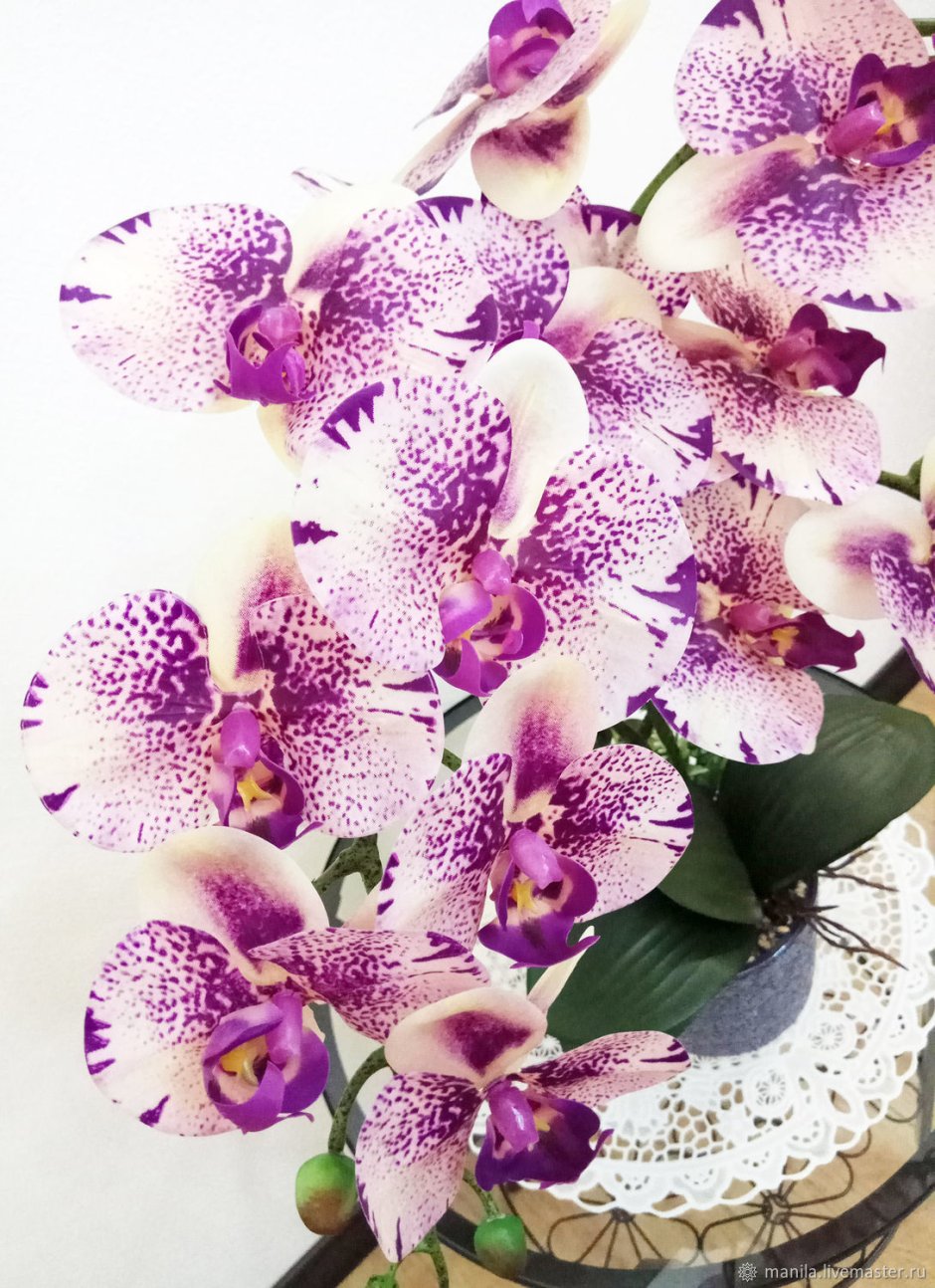 Орхидея Phalaenopsis Tession