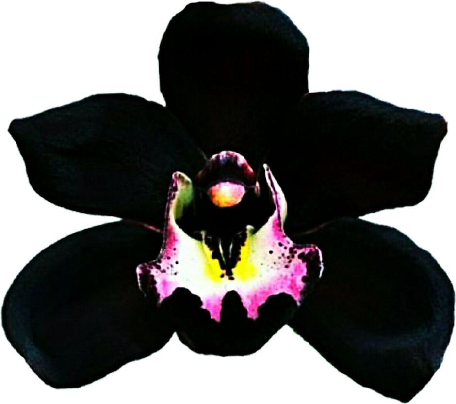 Орхидея Блэк Джек фаленопсис