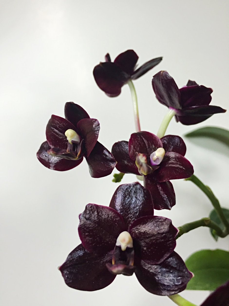 Орхидея Цимбидиум акварель