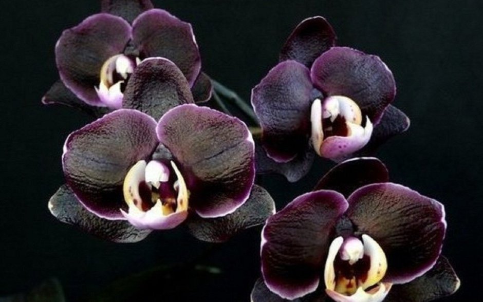 Черная Орхидея в природе