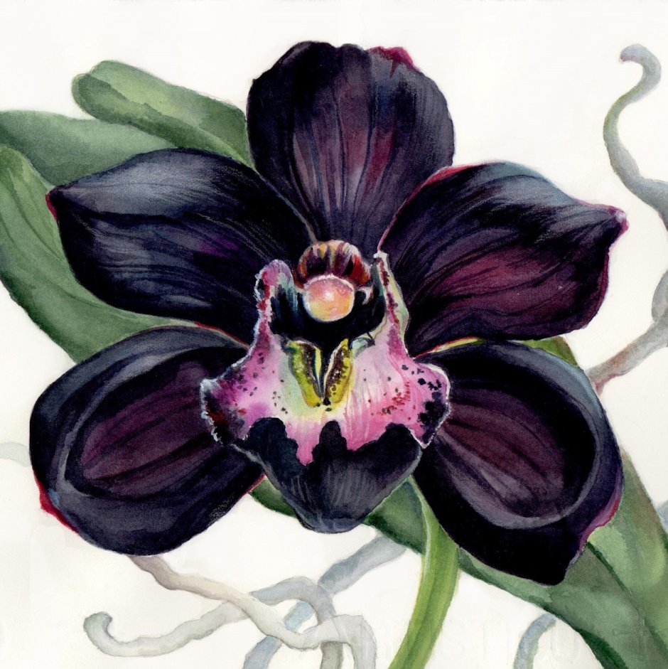 Белая Орхидея на черном фоне