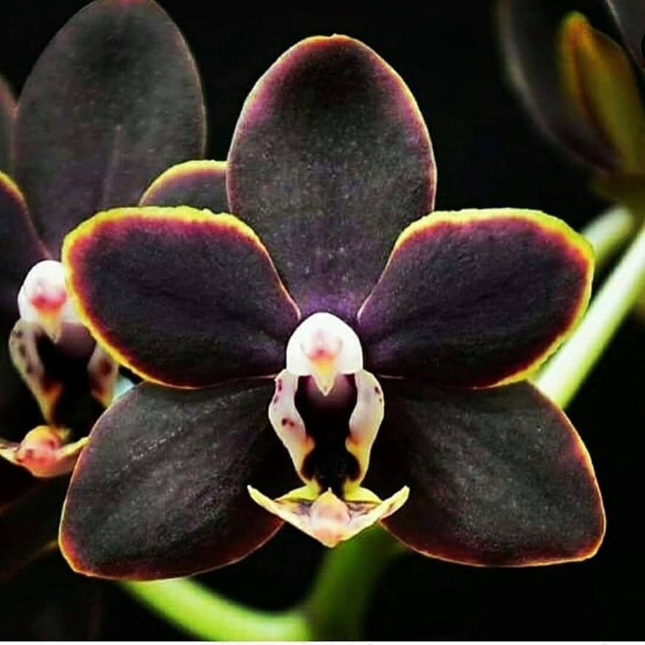 Черная Орхидея фаленопсис Каода
