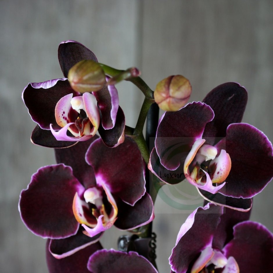 Phal. Black Pearl