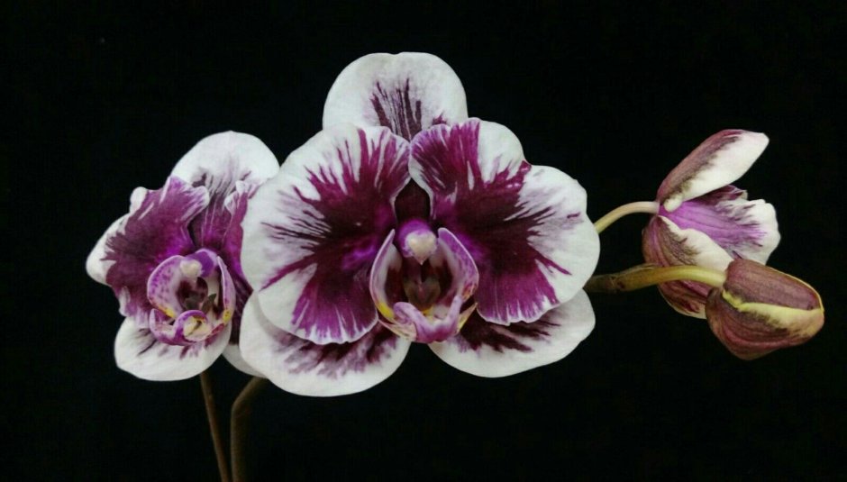 Фаленопсис Dark Cherry with White Rim Orchid Phalaenopsis