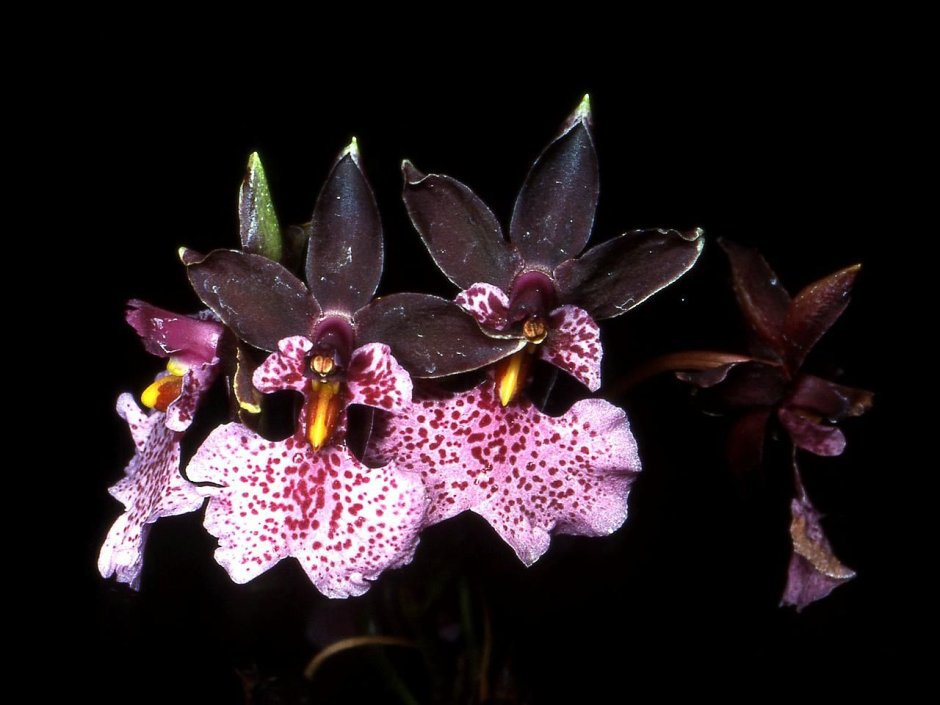 Phal. Ox Black face '1647'