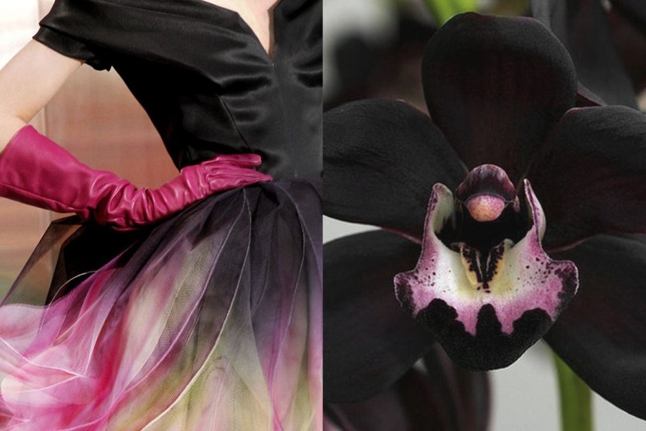 Cymbidium Kenny "Black Pearl"