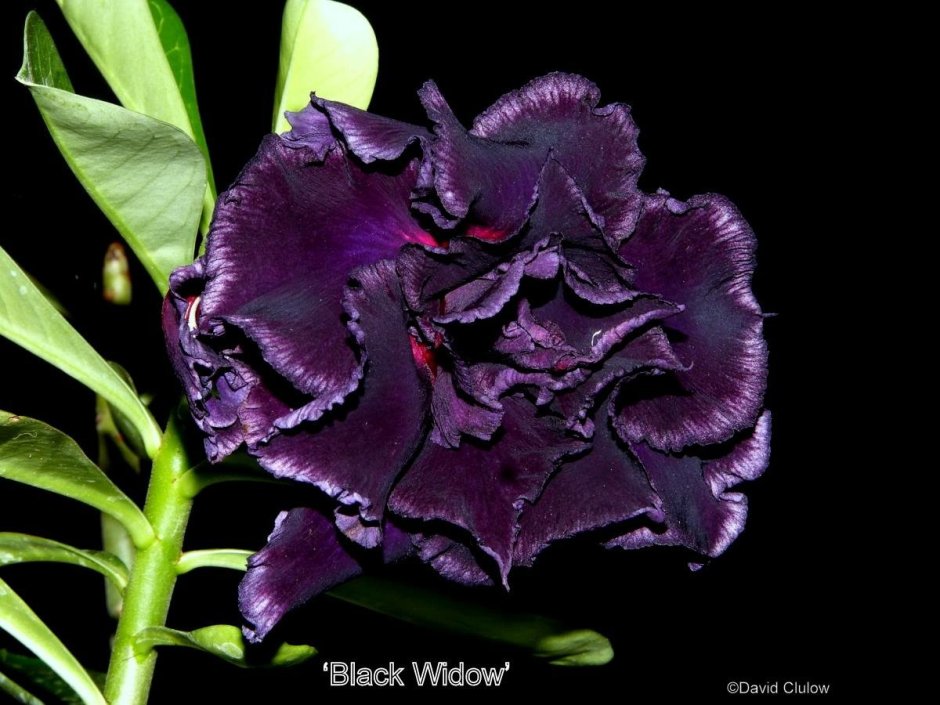 Орхидея фаленопсис черная бархатная