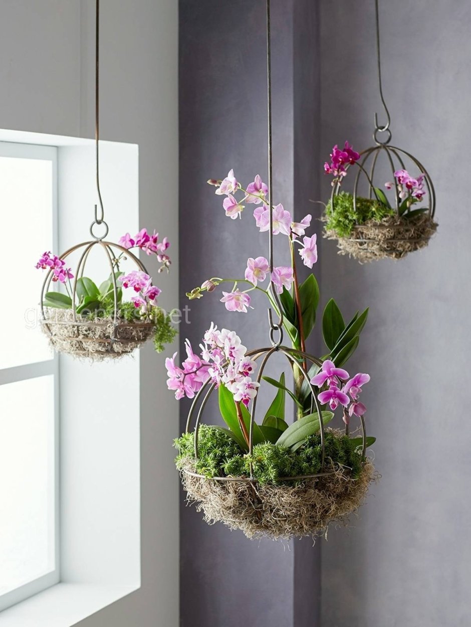 Орхидеи в горшках необычные