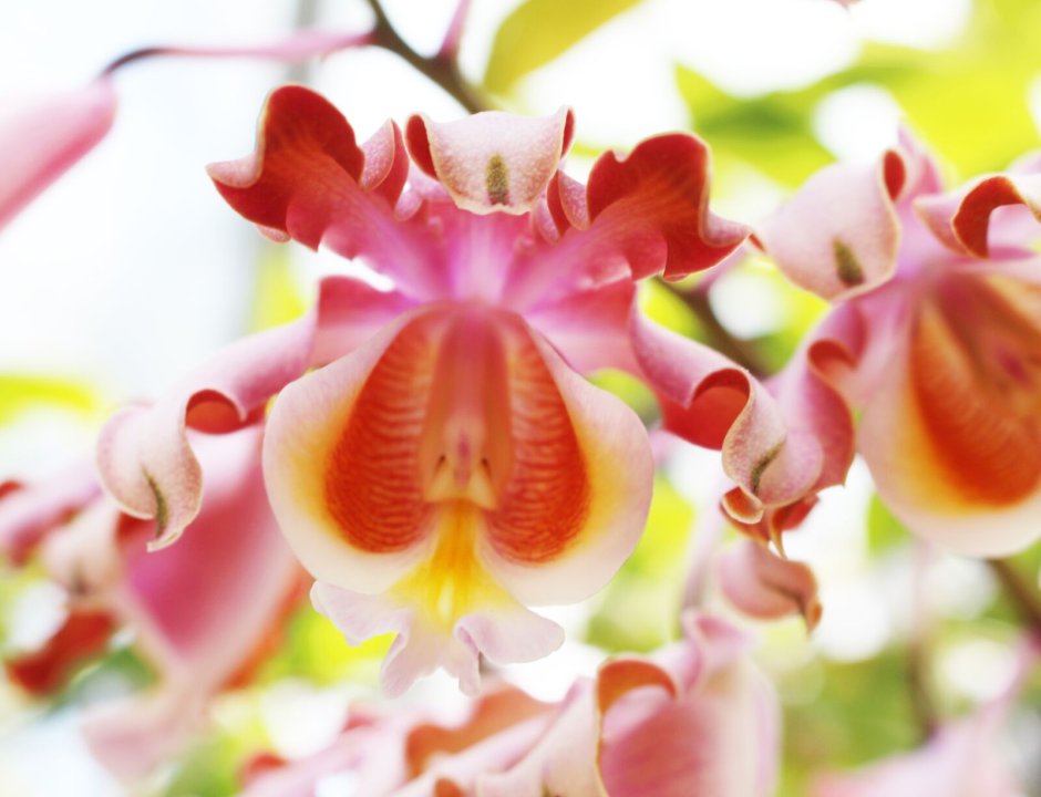 Орхидея с завитыми