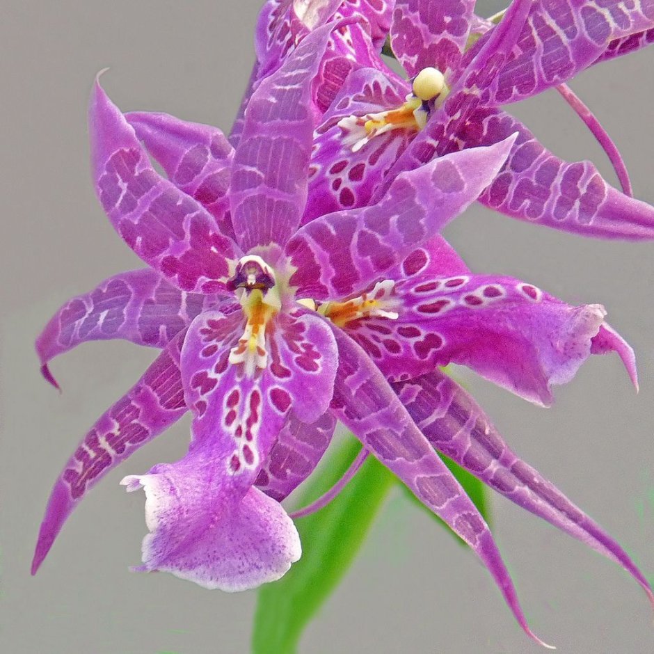 Орхидея брассия фиолетовая