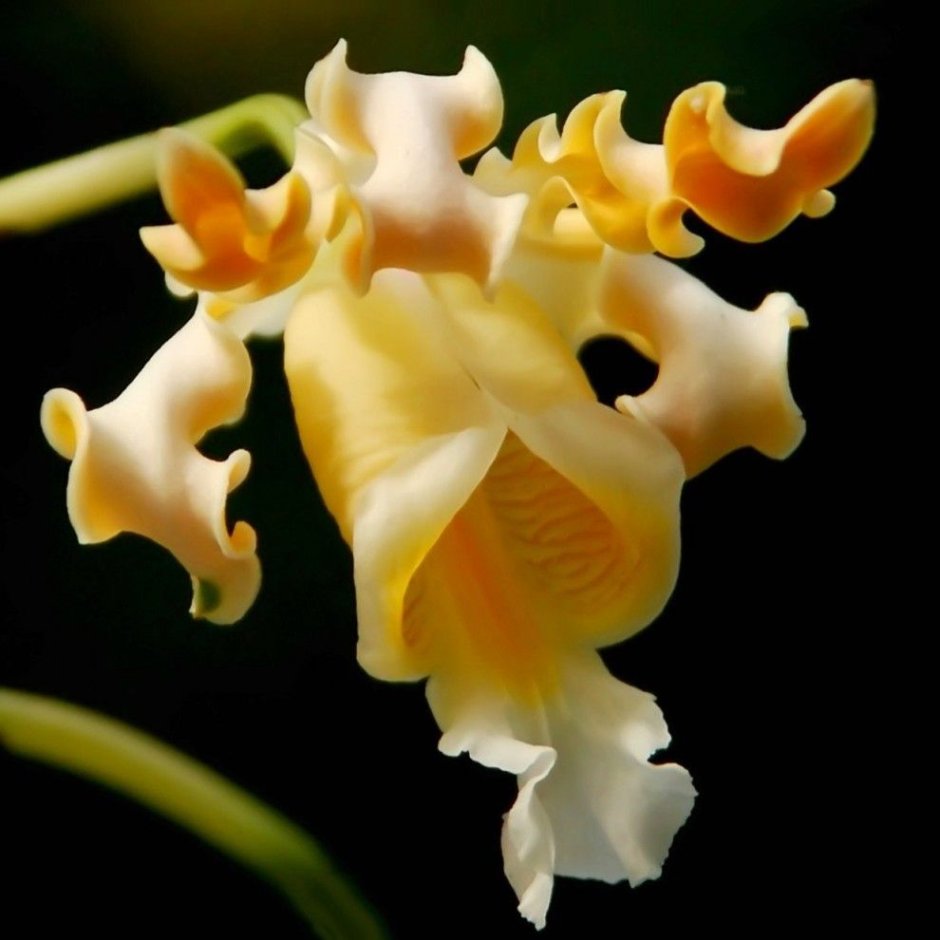 Орхид Йеллоу