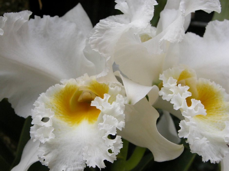 Орхидея волнистая