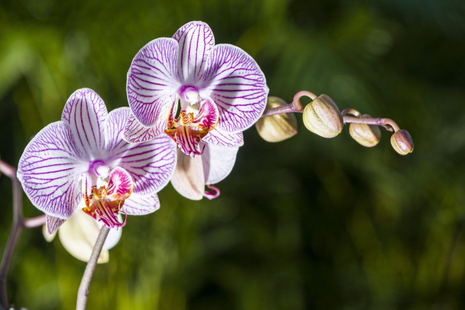 Родина орхидеи
