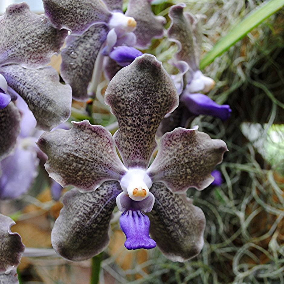 Орхидея кудрявая