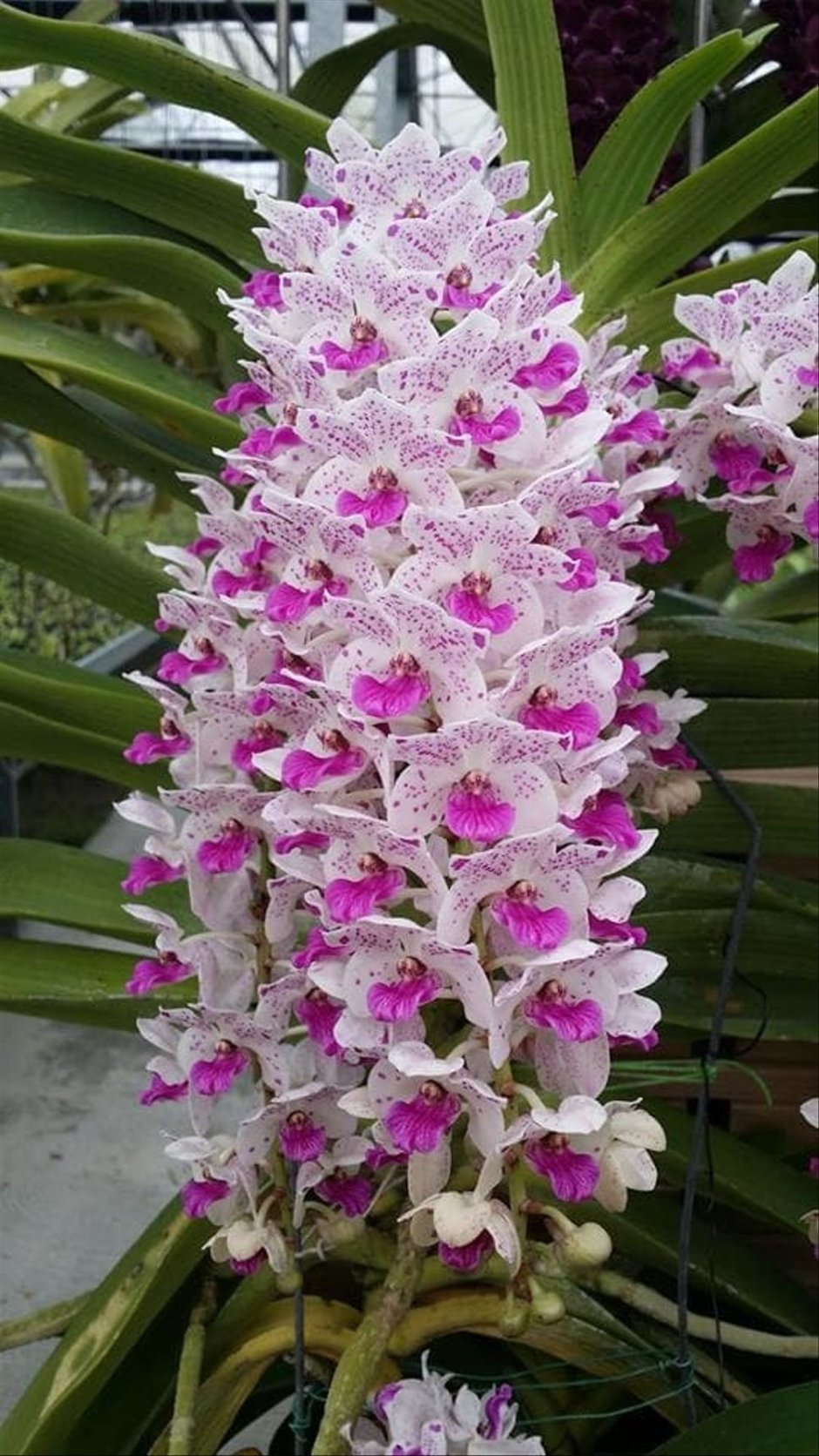 Цимбидиум Орхидея Ванда