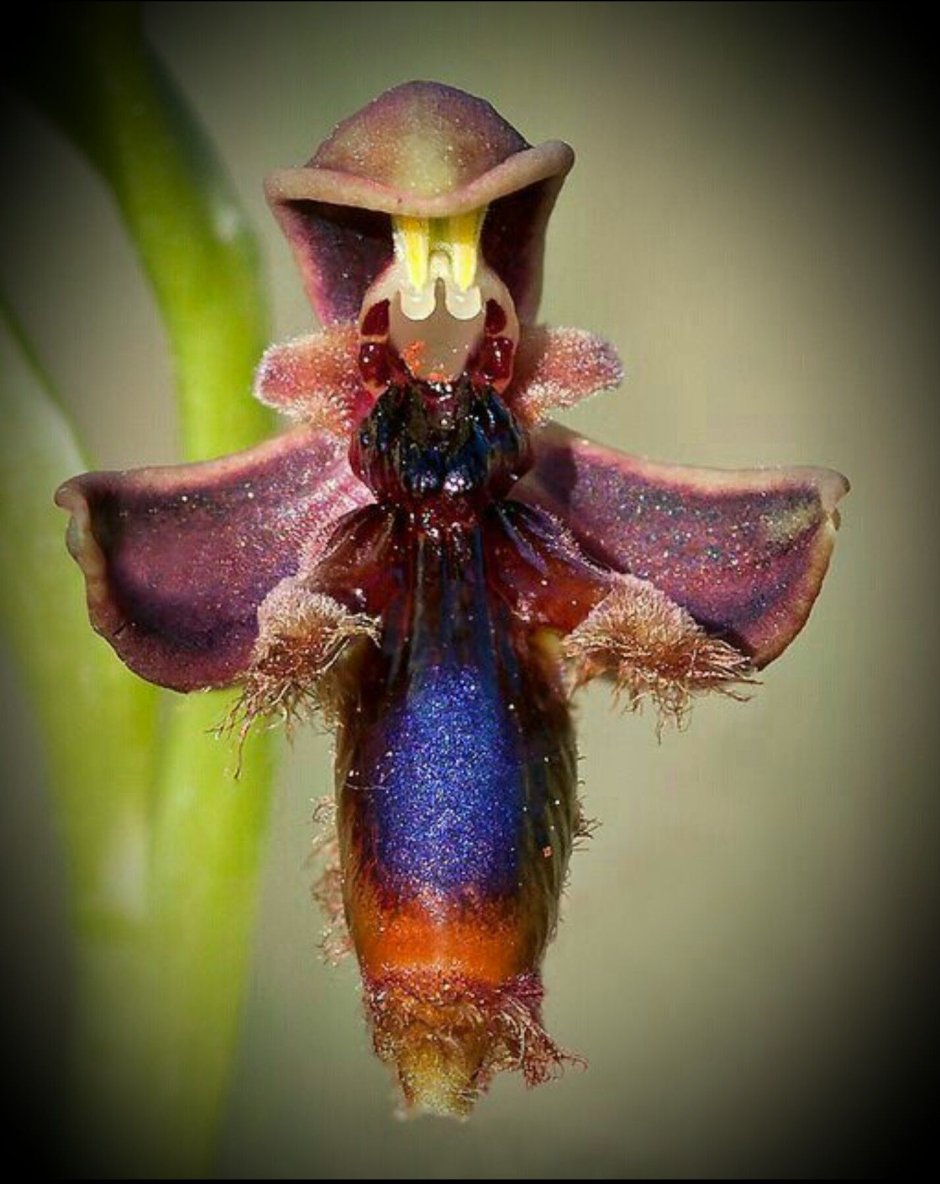 Гохштеттерская Орхидея