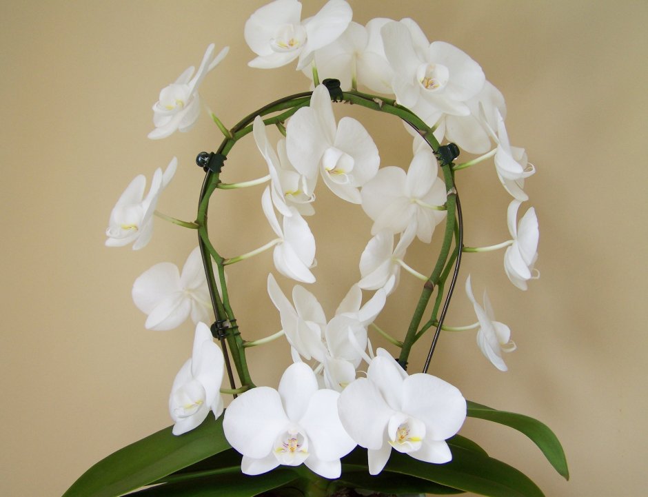 Орхидея Вайт