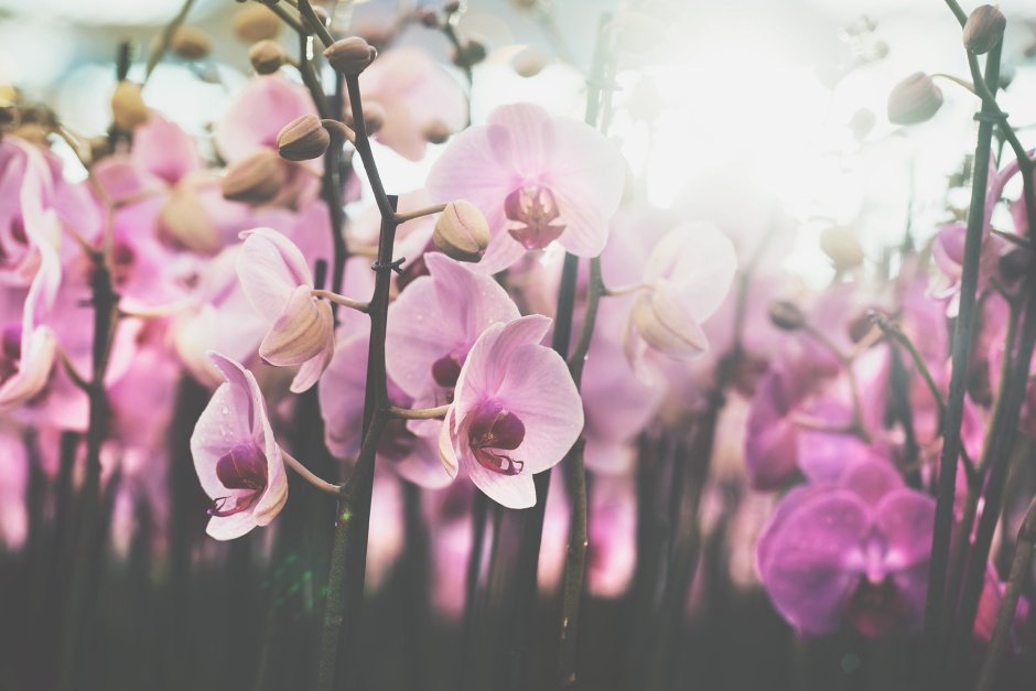 Орхидея формейшн