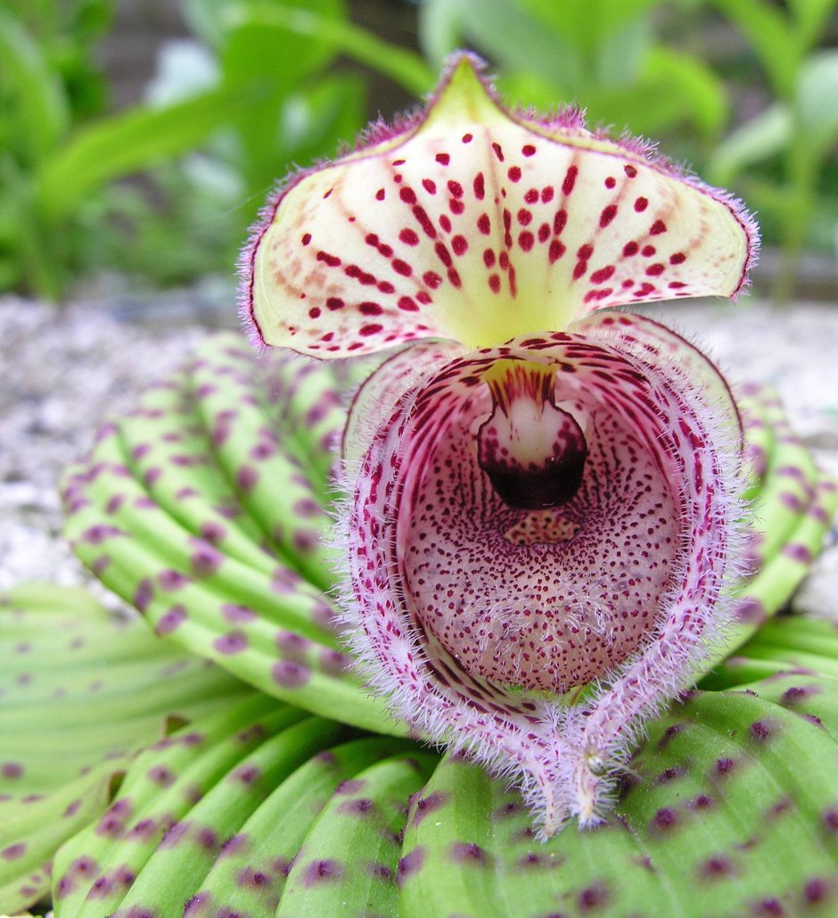 Орхидея Слоник