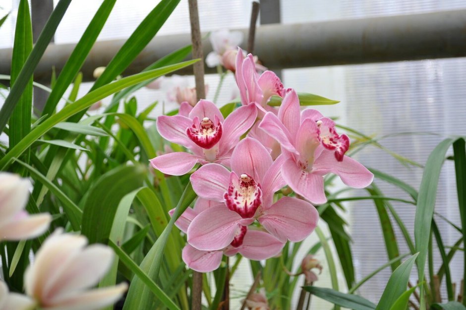 Орхидея Мильтония листья