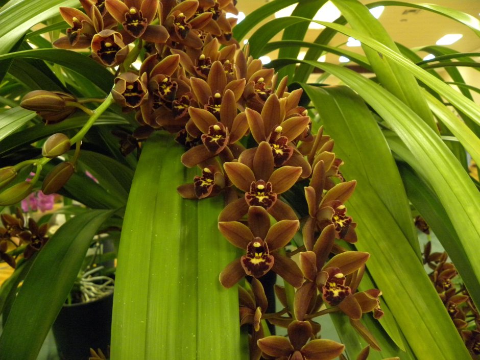 Орхидея Цимбидиум комнатная