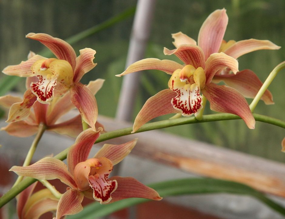 Садовая Орхидея Блетилла
