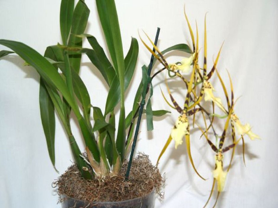Орхидея и Ирис