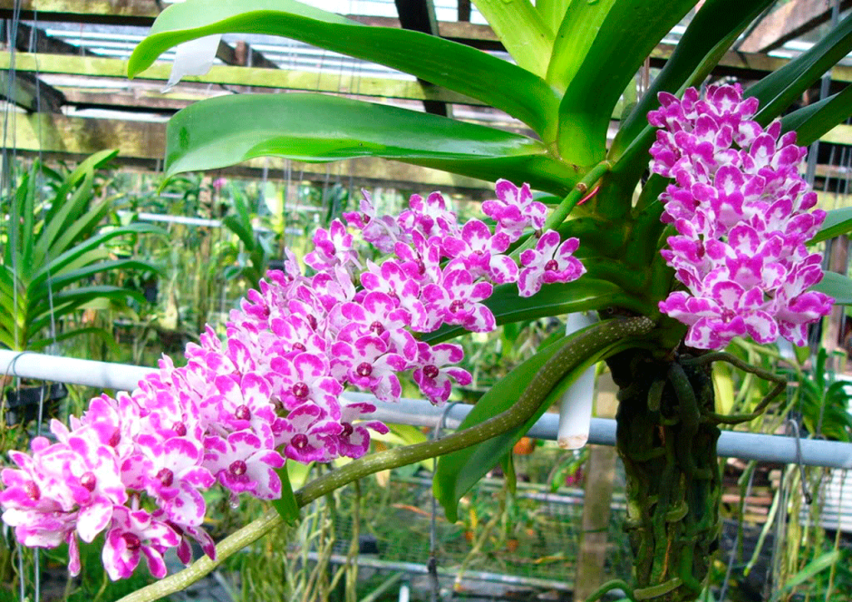 Орхидея фаленопсис листья