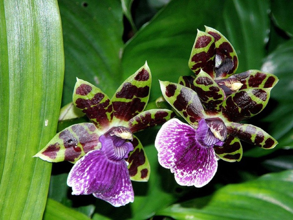 Mellow Star Орхидея