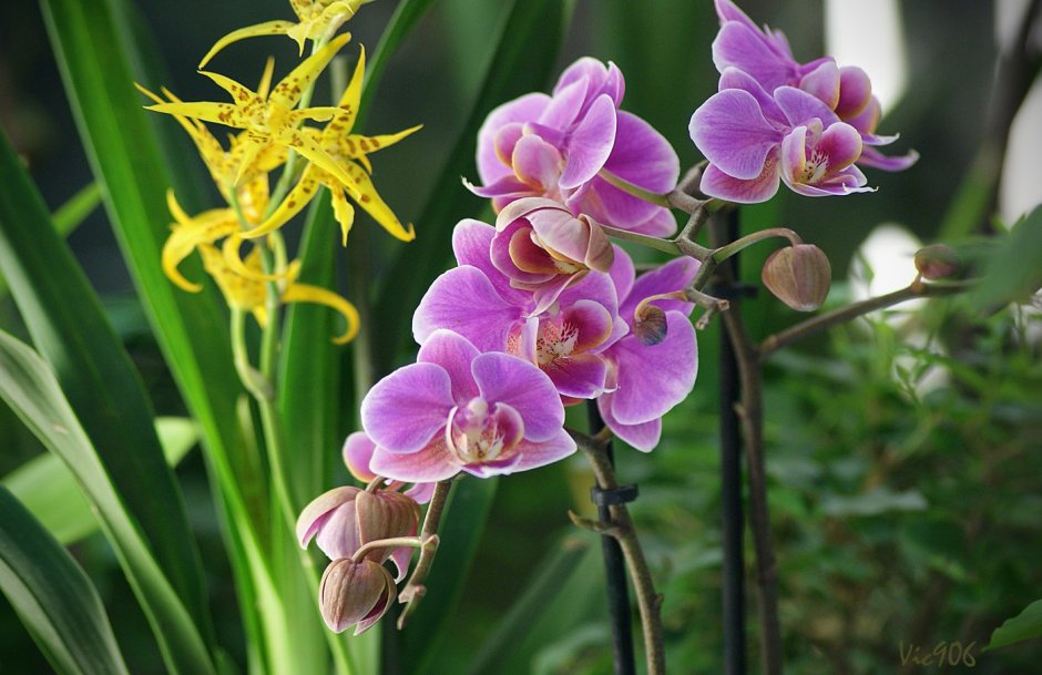 Орхидея Paphiopedilum