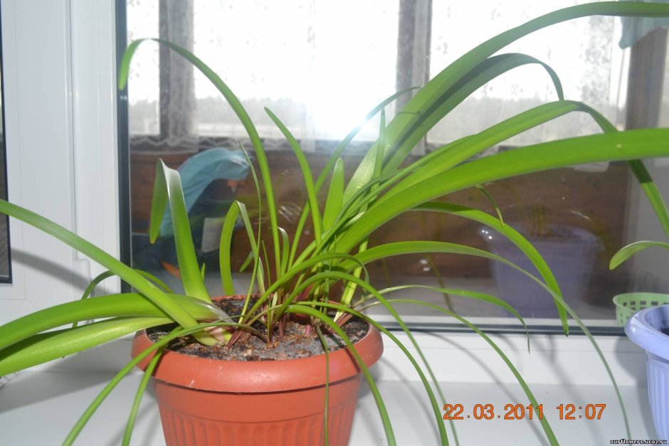 Тропическая Орхидея эпифит