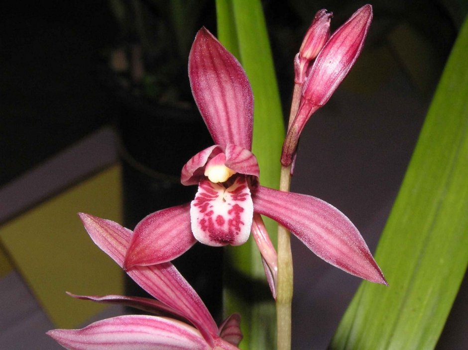 Королевская Орхидея Цимбидиум