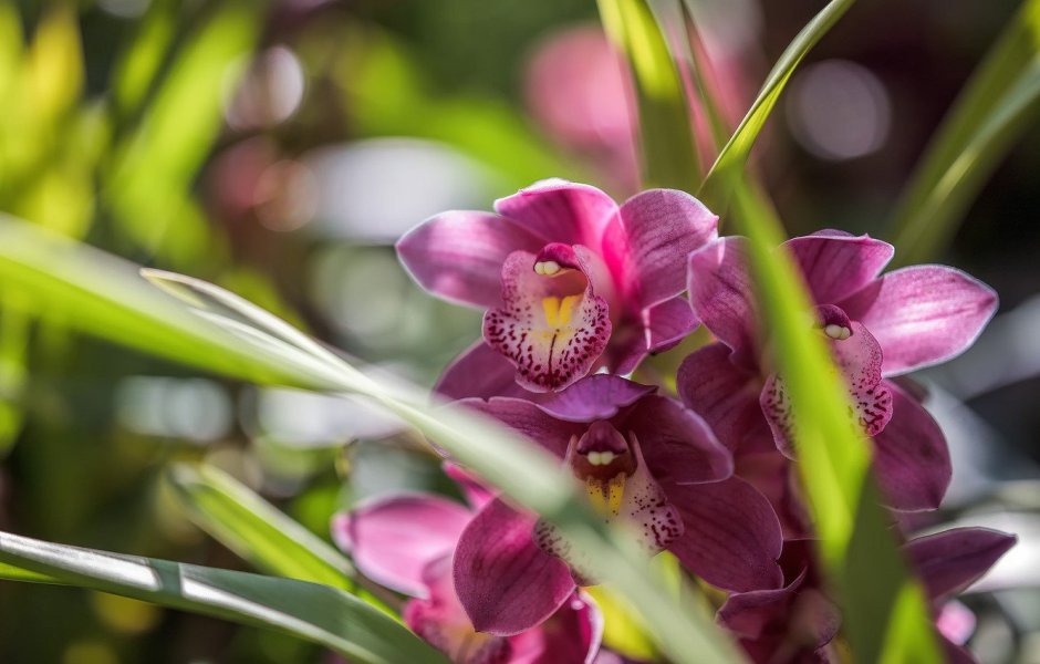Ланцетолистная Орхидея