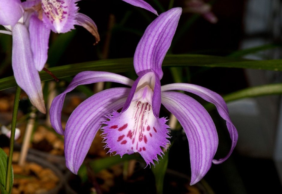 Цимбидиум мечелистный Орхидея