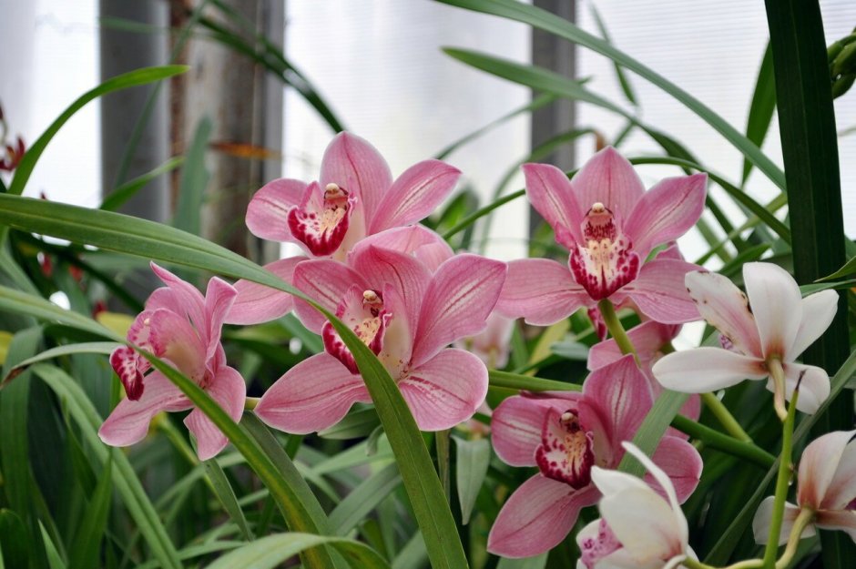Орхидея фаленопсис Мильтония