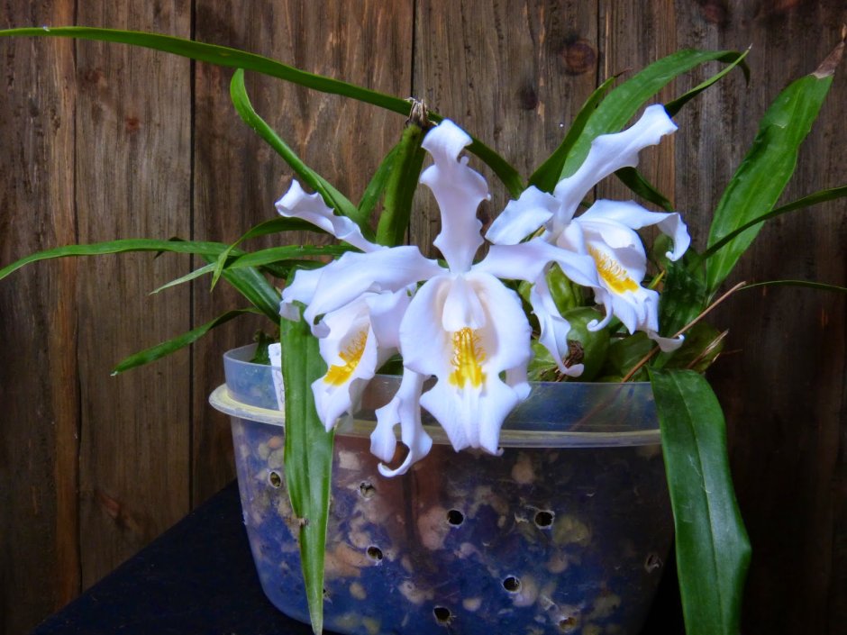 Орхидея целогина Кристата