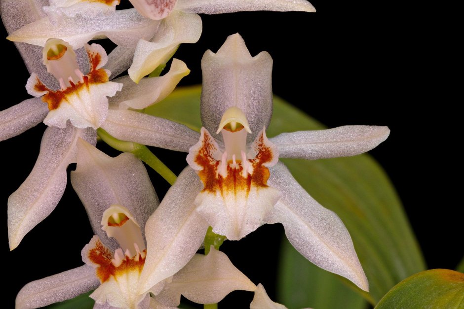 Орхидея Coelogyne cristata